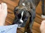 “Io, Claudia Plük” seguito “Plük, madre” Maria Grazia Crozzoli