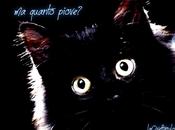 gatto nero porta fortuna?Ovvio