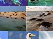 Raine island: spettacolare arrivo delle tartarughe