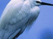 successo annunciato l’International Delta Birdwatching Fair Comacchio
