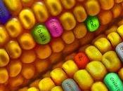Ogm: anche Francia vieta coltivazione