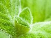 Infuso menta