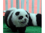 cane panda: nuovo cucciolo spopolando Cina