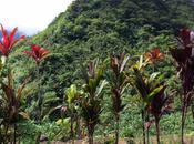 Buona cucina splendidi paesaggi: Tahiti un’isola evitare