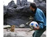 Kevin Richardson, zoologo gioca calcio leoni (video)