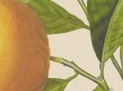 Pompelmo, olio essenziale Salute