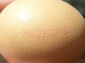 UOVA Sveliamo mistero delle scritte guscio +Video