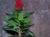 celosia