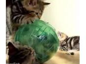 micio gioca sfera: altri gatti fanno rotolare (video)