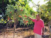 Esiste l’albero delle melanzane nessuno