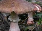 Amanita rubescens