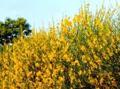 mare giallo