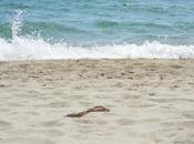 Salerno: giugno Spiagge Fondali Puliti