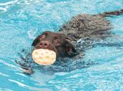Acquadog, prima piscina cani della Campania