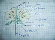 Botanica: parti compongono fiore