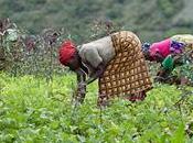 Bukavu (Rep.dem Congo) Autonomia agricoltura molto presto grazie all'Itita (Istituto internazionale tropicale)