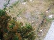 Capitale nulla alberi