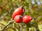Rosa Canina