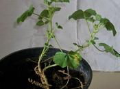 Malva sylvestris pianta medicinale della famiglia delle Malvaceae work progress