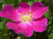 Rosa Canina proprietà