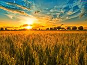 Raccogliere messe abbondante Psicopittografia