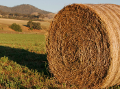 RASFF: 2013 oltre mila casi allarme cibo Unione Europea. Italia