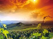 Wineverse start wine