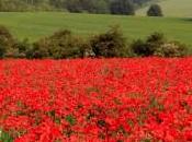 Concorsi scadenza: storia sbagliata