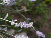 Lavanda scapigliata