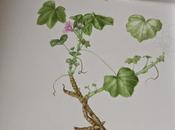 Malva sylvestris pianta medicinale della famiglia delle Malvaceae work progress seconda parte