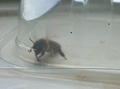 Questo tizio visto un’ape pensato fosse nulla…poi guardato fuori dalla finestra. terrificante!