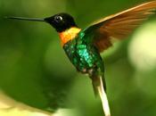storia colibrì