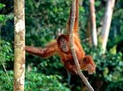 Orango specie estinzione