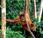 Orango specie estinzione