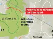 Serengeti verrà tagliato dall’asfalto…per