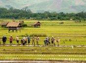 Laos agrobusiness