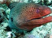 Pericolo murena