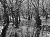 Fulco Pratesi, L’oasi Bolgheri