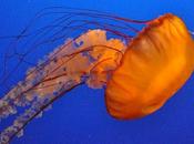 Mediterraneo invaso dalle meduse, scelgono Campania riprodursi