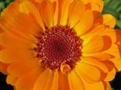 Calendula "fiorrancio"