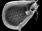 Pianta carnivora risucchia preda velocità record