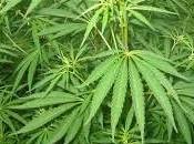 miscele piante aromatiche cannabinoidi sintetici, consumate come sostituti della marijuana, sono medicinali