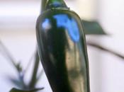 Coltivare orto balcone: orterazzo Messico cresce ecco buonissimi peperoncini jalapeno
