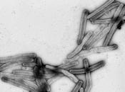 Xylella fastidiosa