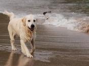 Vietato impedire cani andare spiaggia, dice