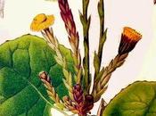 infestanti raccontano terreno: Farfara (Tussilago farfara)