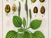 infestanti raccontano terreno: Piantaggini (Plantago spp.)