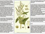 infestanti raccontano terreno: Farinaccio (Chenopodium album)
