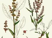 infestanti raccontano terreno:Acetosa acetosella minore (Rumex Acetosella)