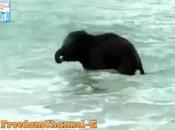 Elefantino primo bagno